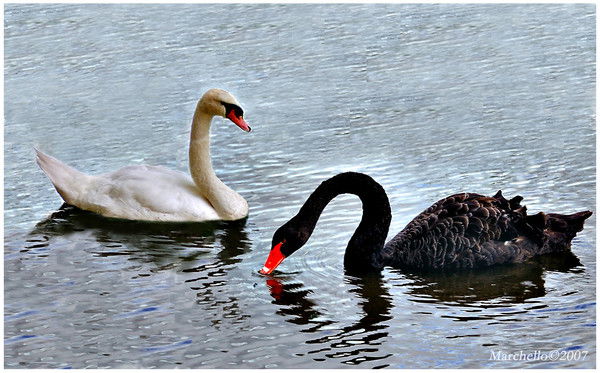 Михаил Трохин