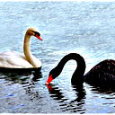 Михаил Трохин