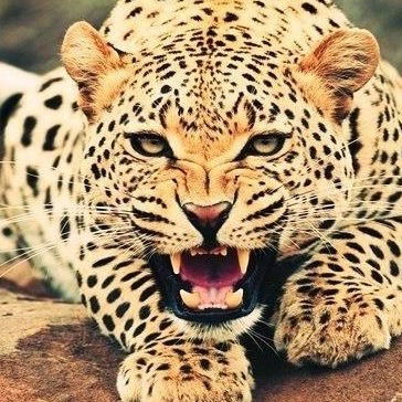 Анастасия Лапченкова