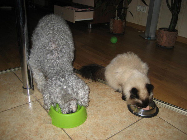 Николай Пикалев