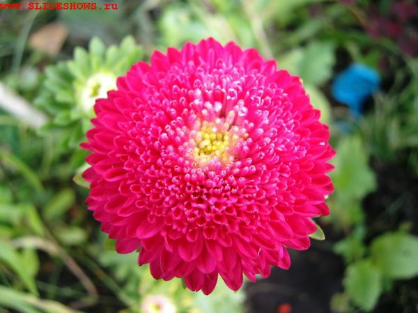 Тулекова Гульнара