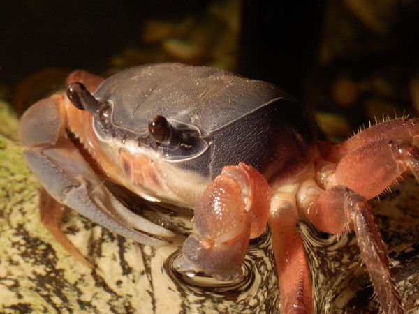 Любовь Сакович