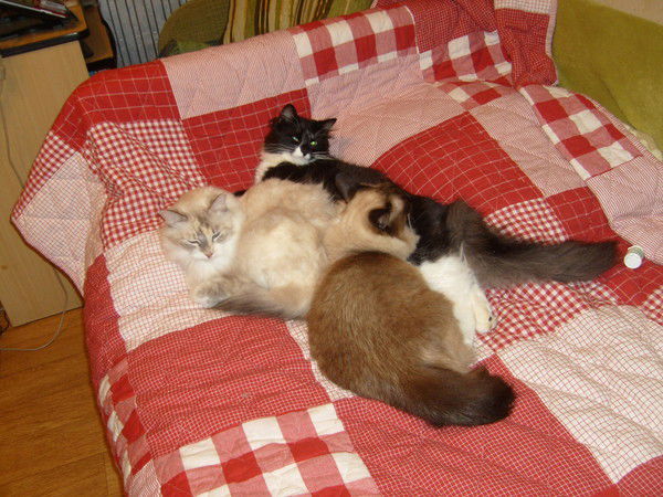 Елена Новаковская