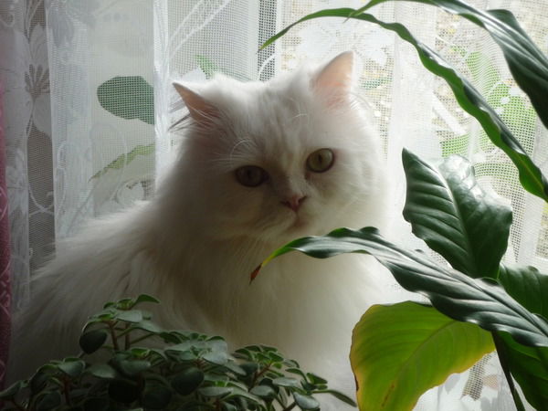 Елена Морозова