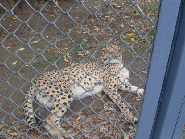 Ринат Якупов