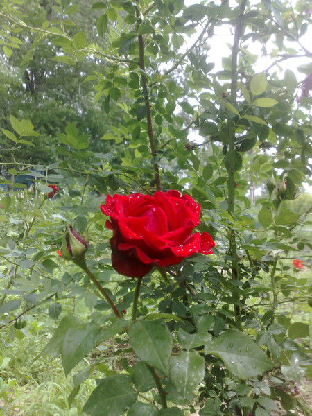 Валентина Кутепова