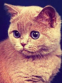 Анастасия Сергеева