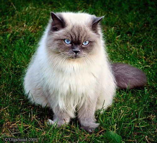 Оля Подобед