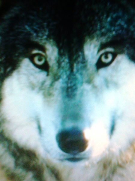 Георгий Георгиу