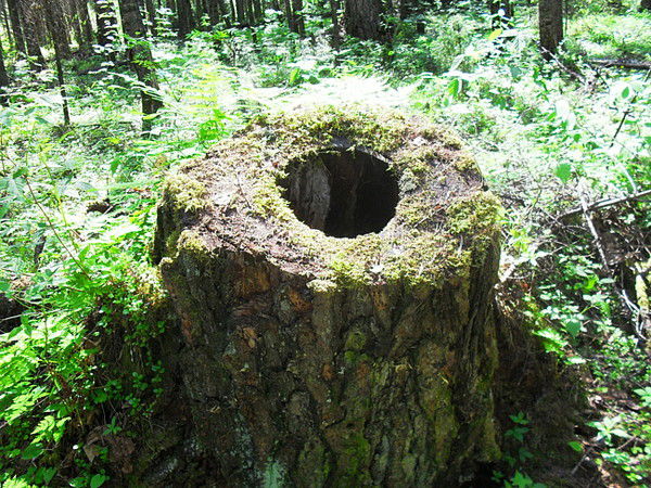 Михаил Мареев