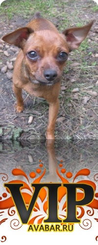 Виктор Баянов