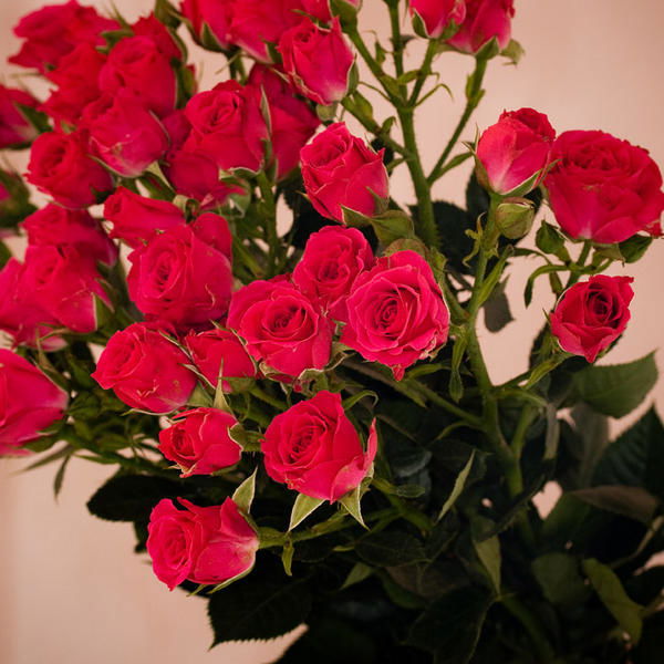 Анна Лощинова