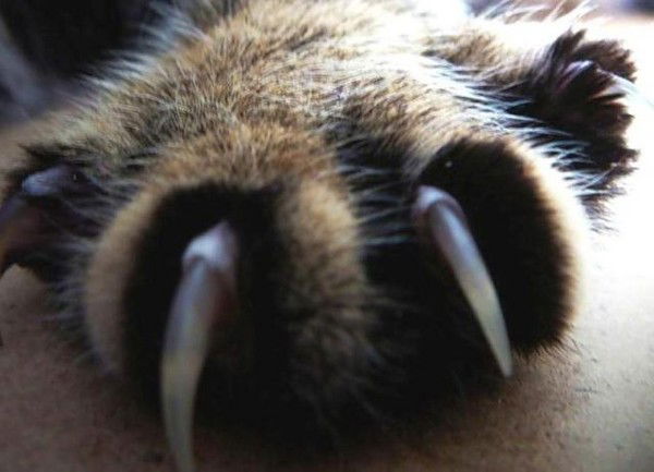 Виктория Тихонова