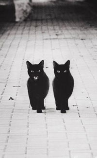 Ильсияр Мусина