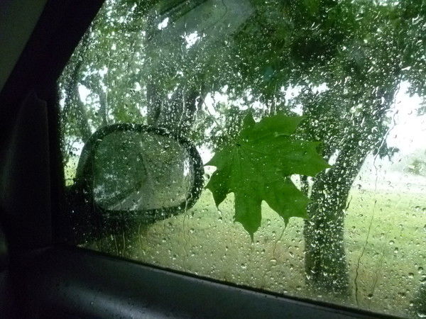 Елена Парахневич