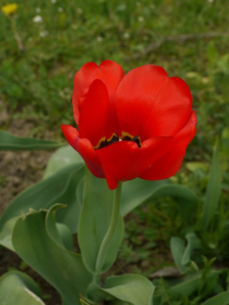 Юлия Гержик