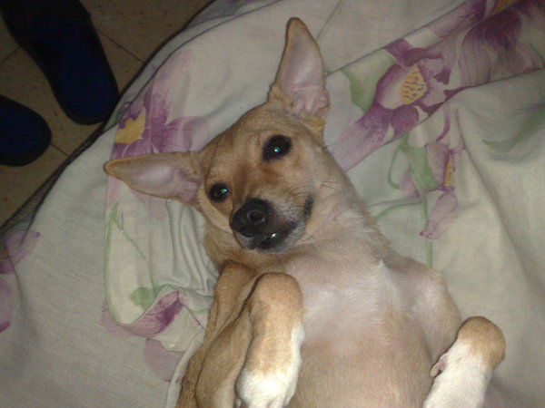 David Murduchashvili