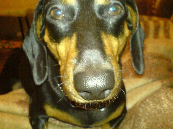 Вячеслав Борзенков