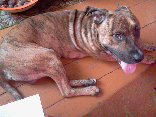 Игорь Петропавловский