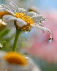 Ольга Корчагина