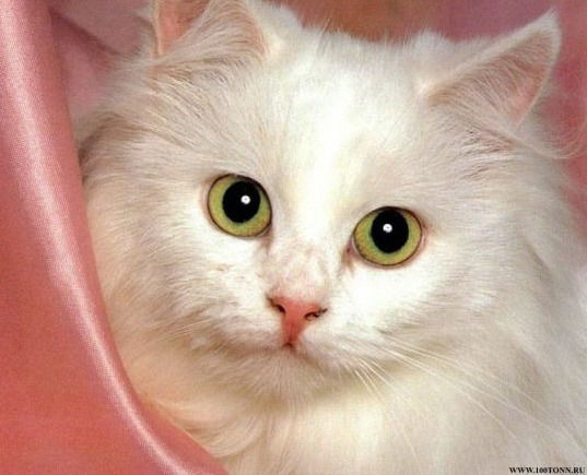 Ракия Антипова(Шаяхметова)