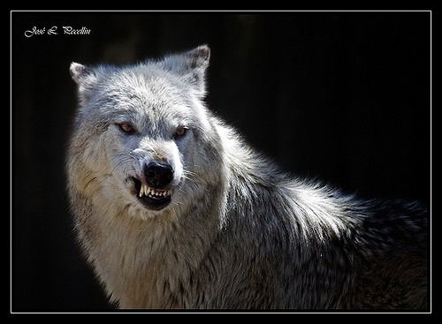 Игорь Курмышев