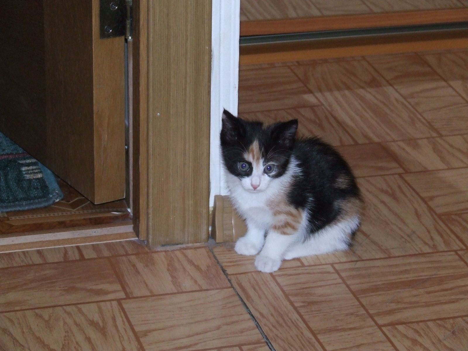 Татьяна Ветчинина