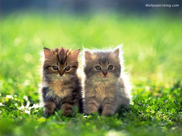 Марина Тищенко