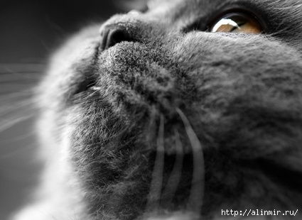 Жуланова Ирина