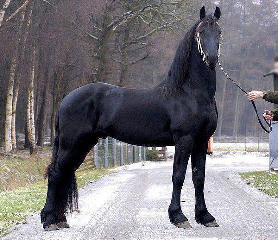 Гор.вет.отдел Ветеринария