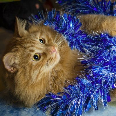 Евгения Гладнева