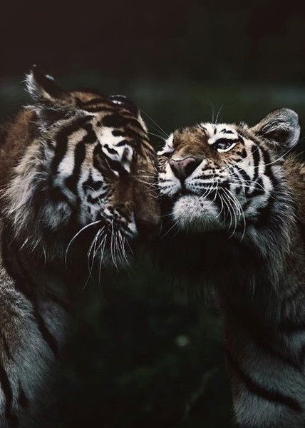 (Дарья) [Радуга]