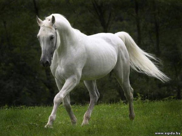 Аматбек Саламбаев