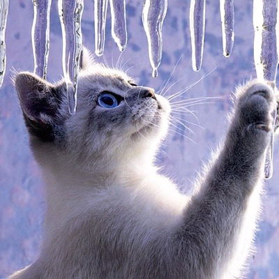 Света Сычёва