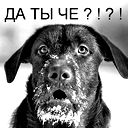 Андрей Дорожинский