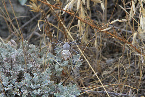 Андрей Рубцов