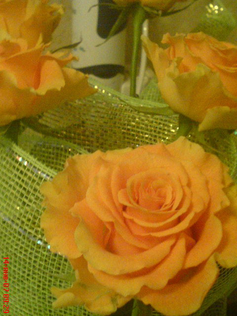 Елена Гладченко