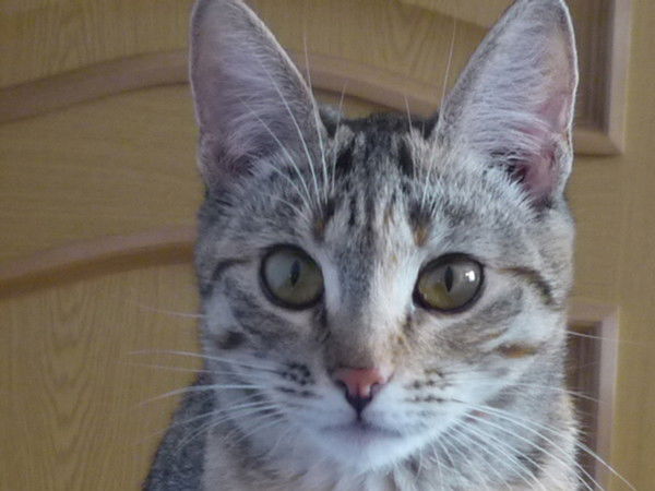 Елена Григорьева