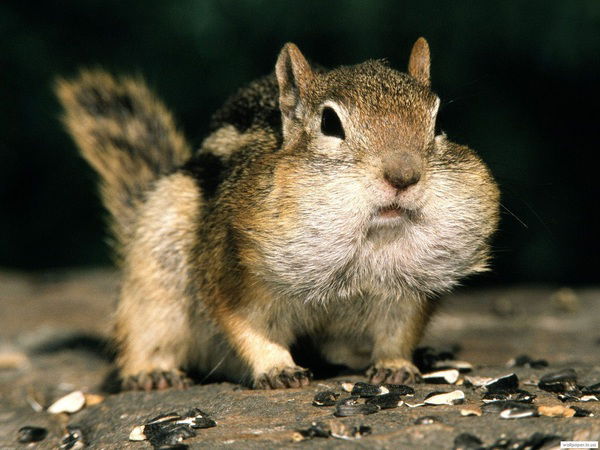 Инна Кащеева