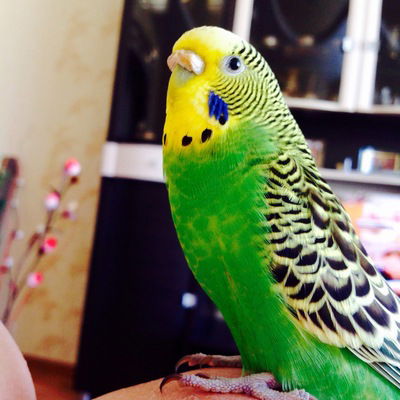 Алина Шагинова