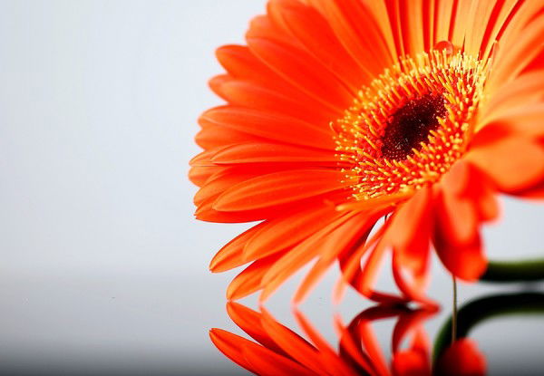 Надежда Вшивкова