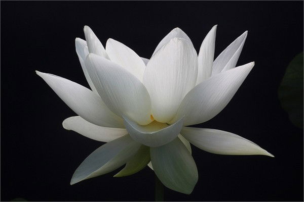 Лилия Костецкая