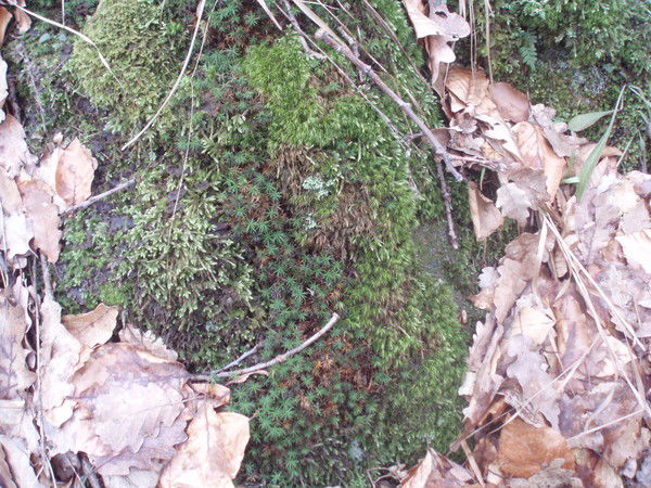 Эля Трифонова