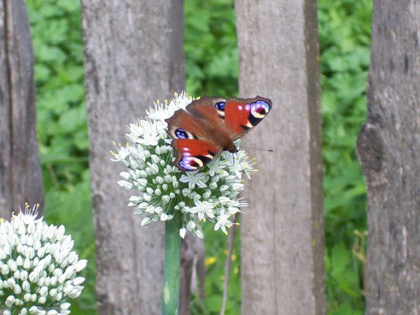 Анечка Травянко