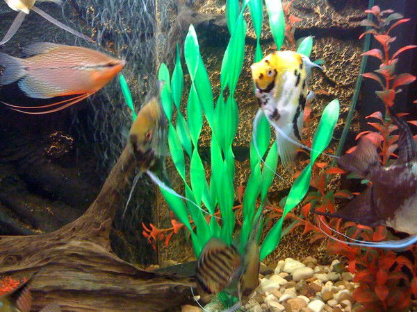 Юлия Лаврова