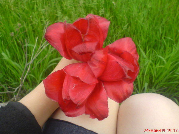 София Наливка