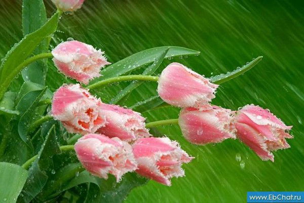 Гульшат Кабдешова