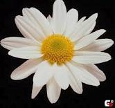 Гульшат Шам