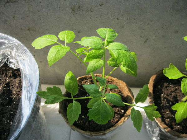 Эмилия Куприна