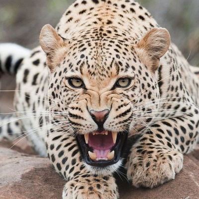 Ирина Титова